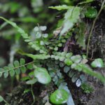 Polystichum rhizophyllum