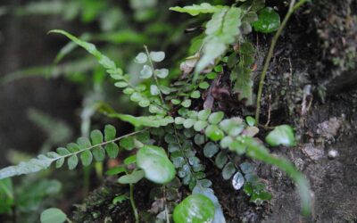 Polystichum rhizophyllum