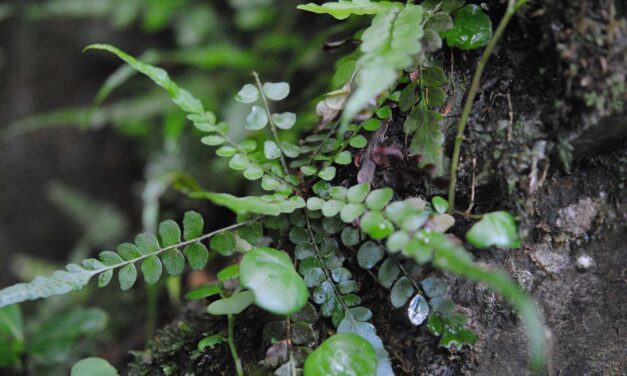 Polystichum rhizophyllum