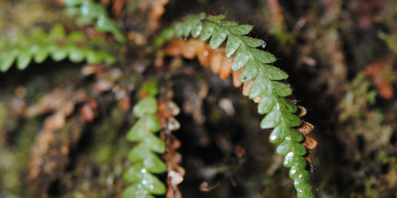 Dasygrammitis brevivenosa