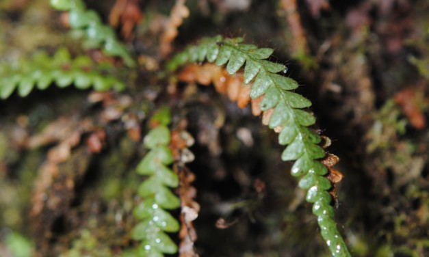 Dasygrammitis brevivenosa