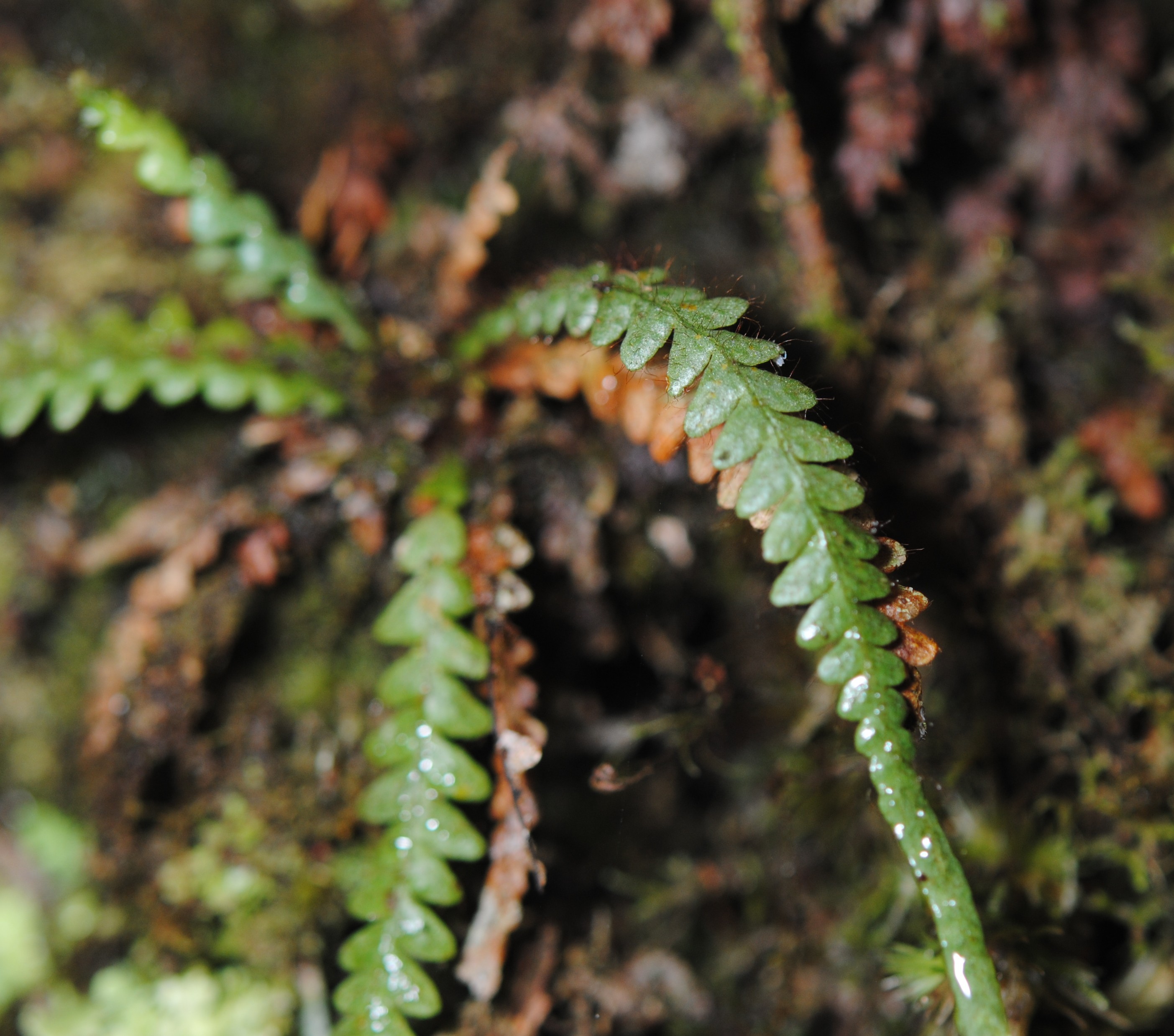 Dasygrammitis brevivenosa