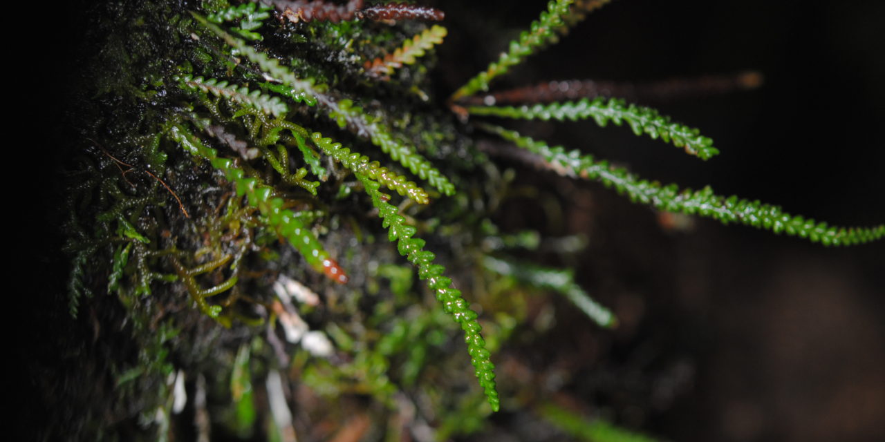 Xiphopterella coriacea