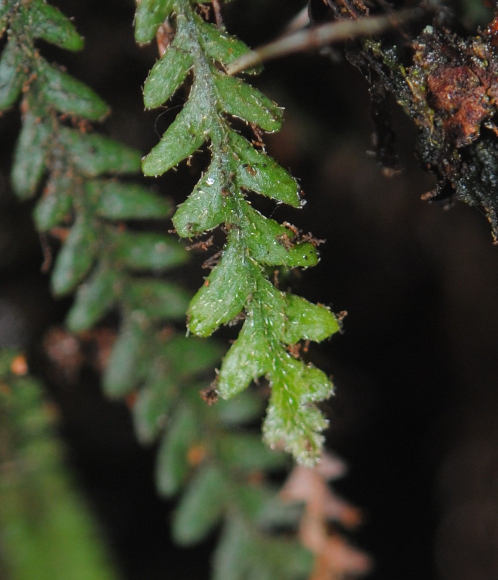 Chrysogrammitis musgraviana