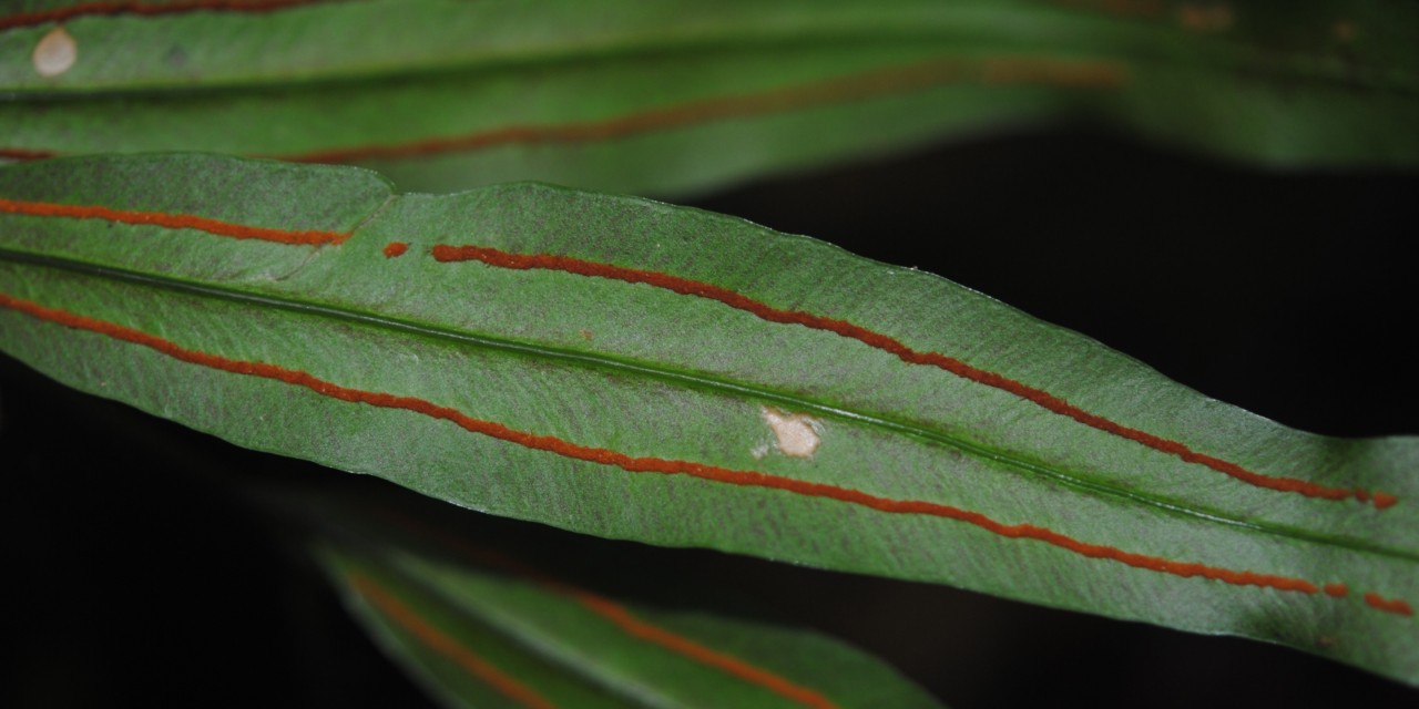 Taenitis blechnoides