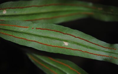 Taenitis blechnoides