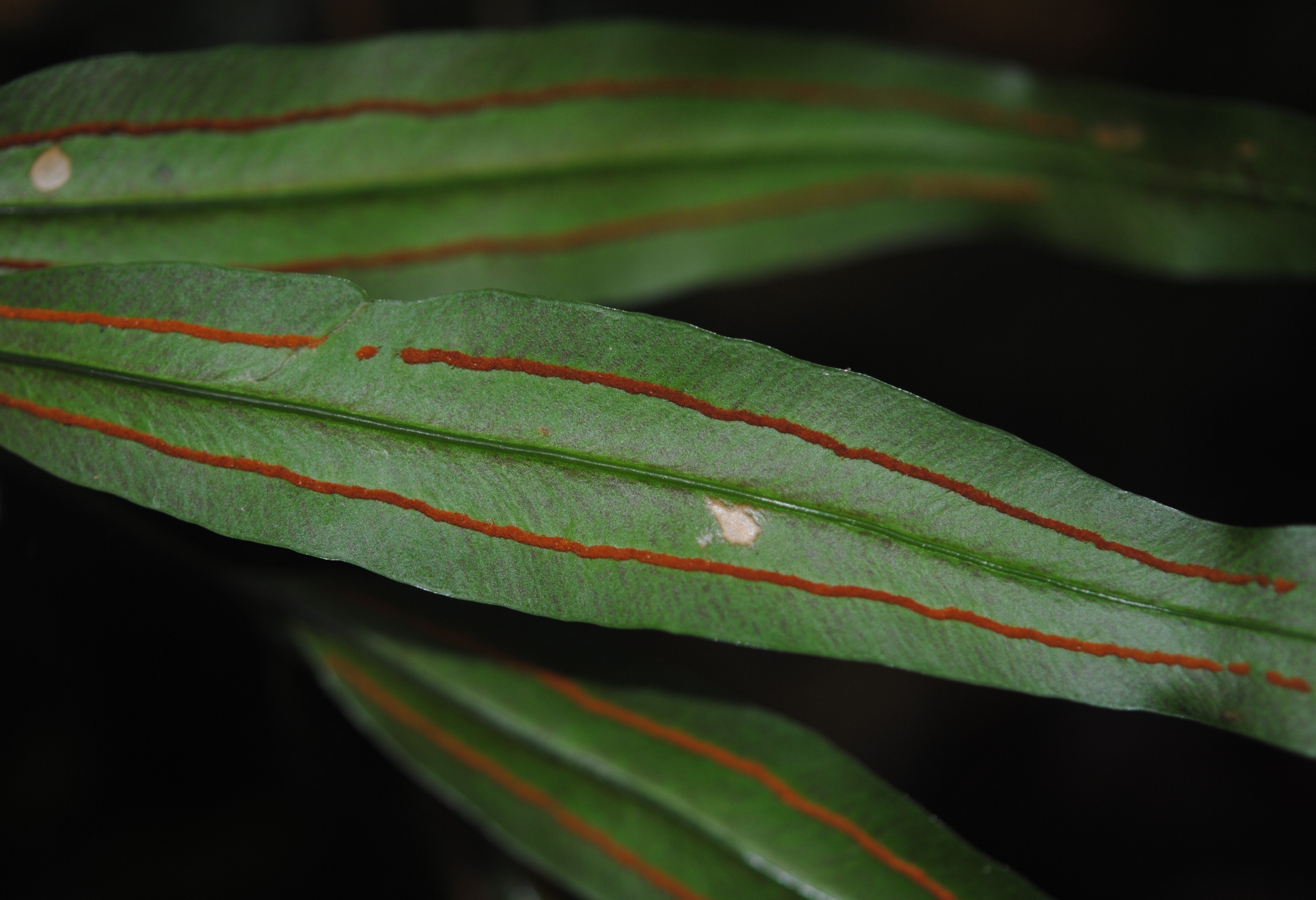 Taenitis blechnoides