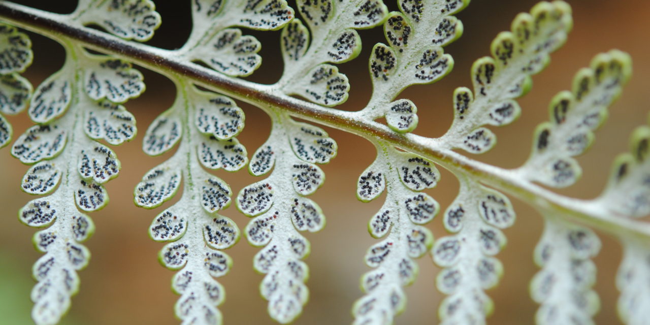 Pitryogramma chrysophylla var. gabrielae