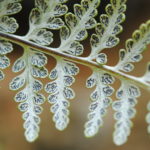 Pitryogramma chrysophylla var. gabrielae