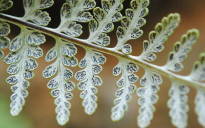 Pitryogramma chrysophylla var. gabrielae