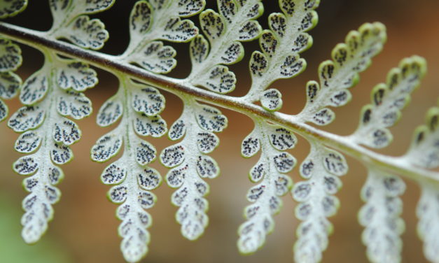 Pitryogramma chrysophylla var. gabrielae