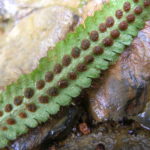 Moranopteris truncicola