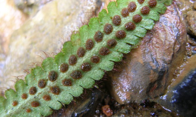 Moranopteris truncicola