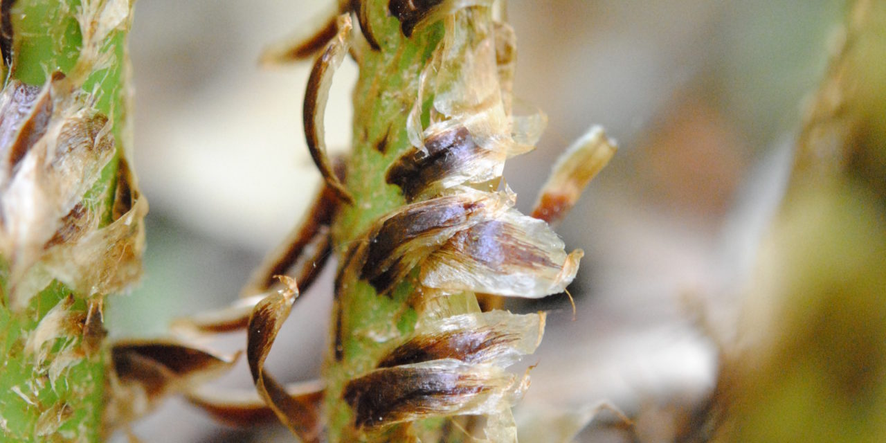 Dryopteris ×neowherryi