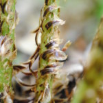 Dryopteris ×neowherryi