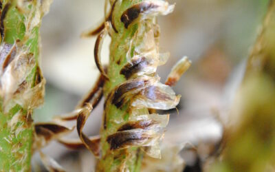 Dryopteris ×neowherryi