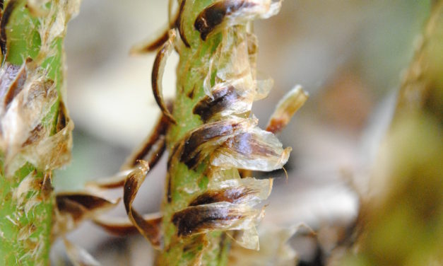 Dryopteris ×neowherryi