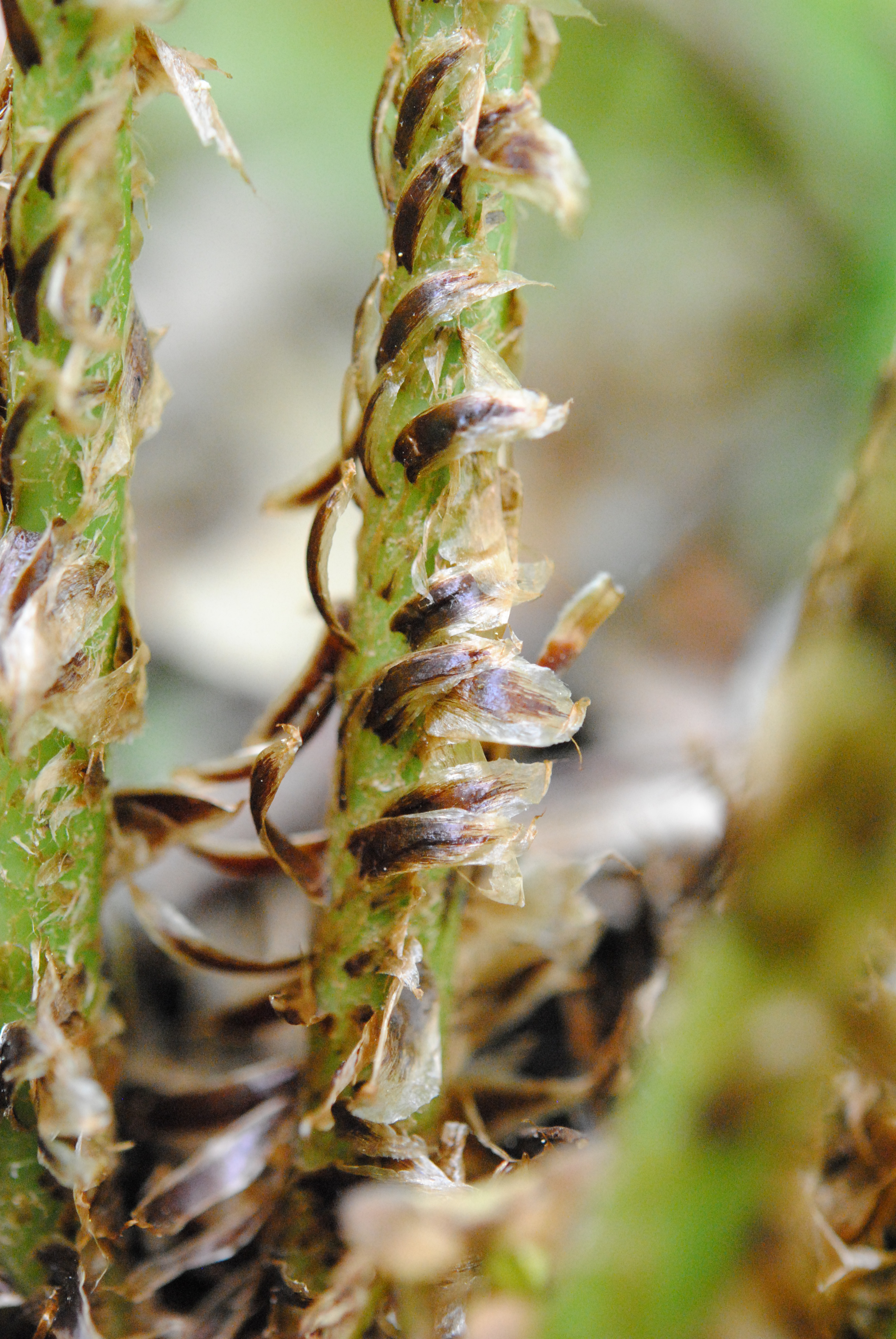 Dryopteris ×neowherryi