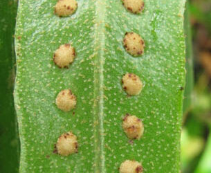 Microgramma percussa