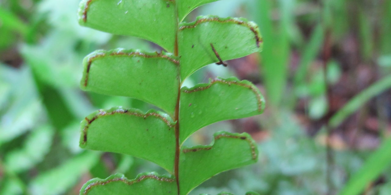 Lindsaea lancea