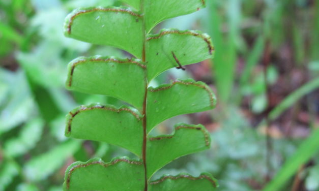 Lindsaea lancea