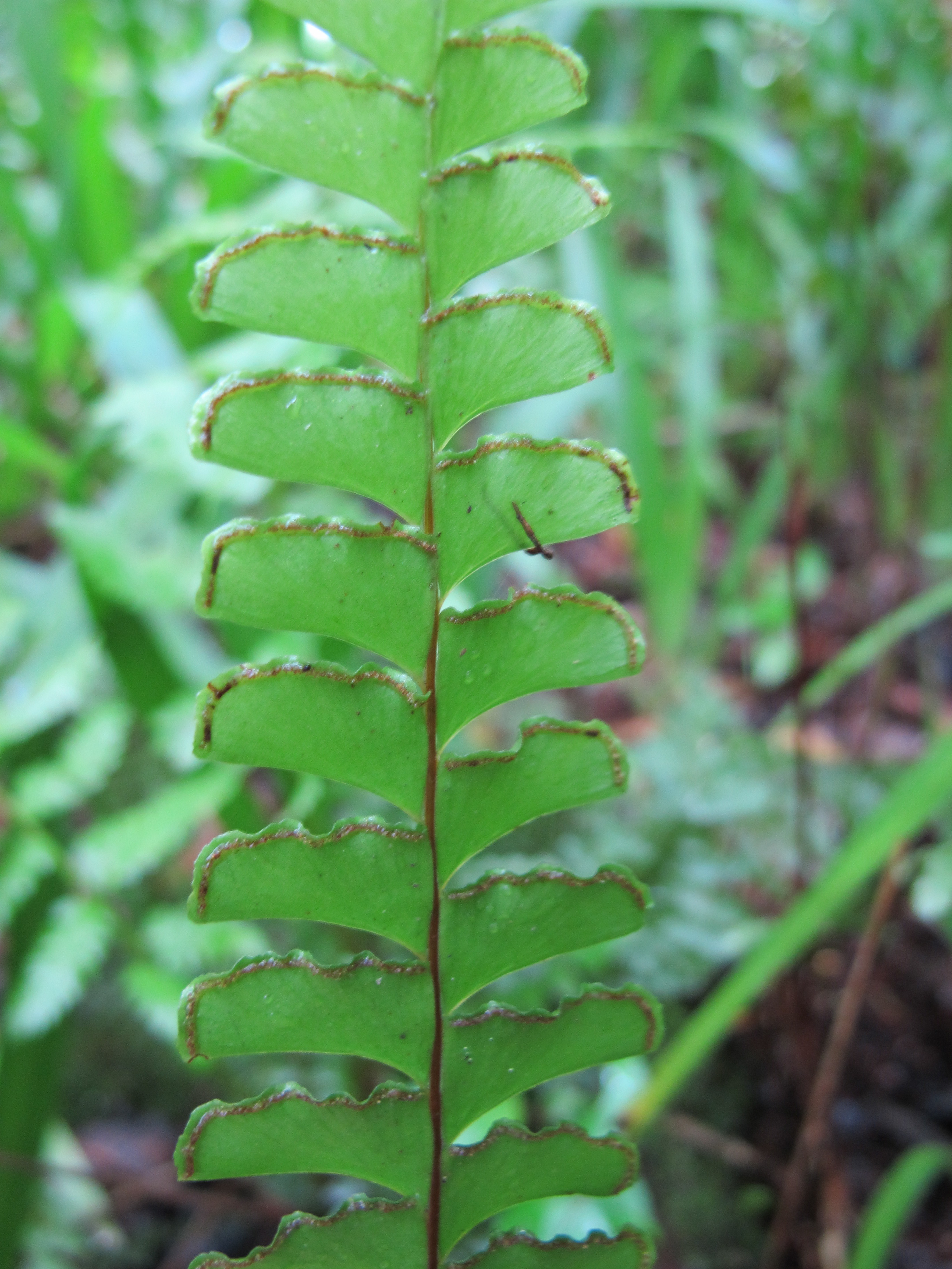 Lindsaea lancea