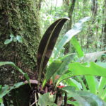 Elaphoglossum macrophyllum