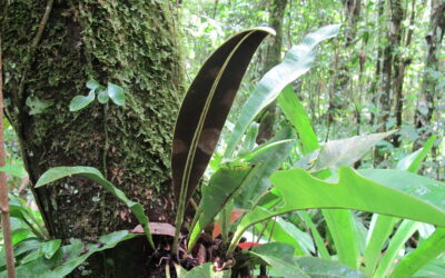Elaphoglossum macrophyllum