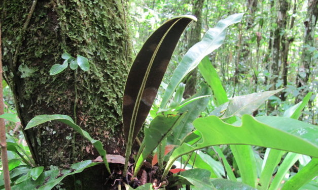 Elaphoglossum macrophyllum