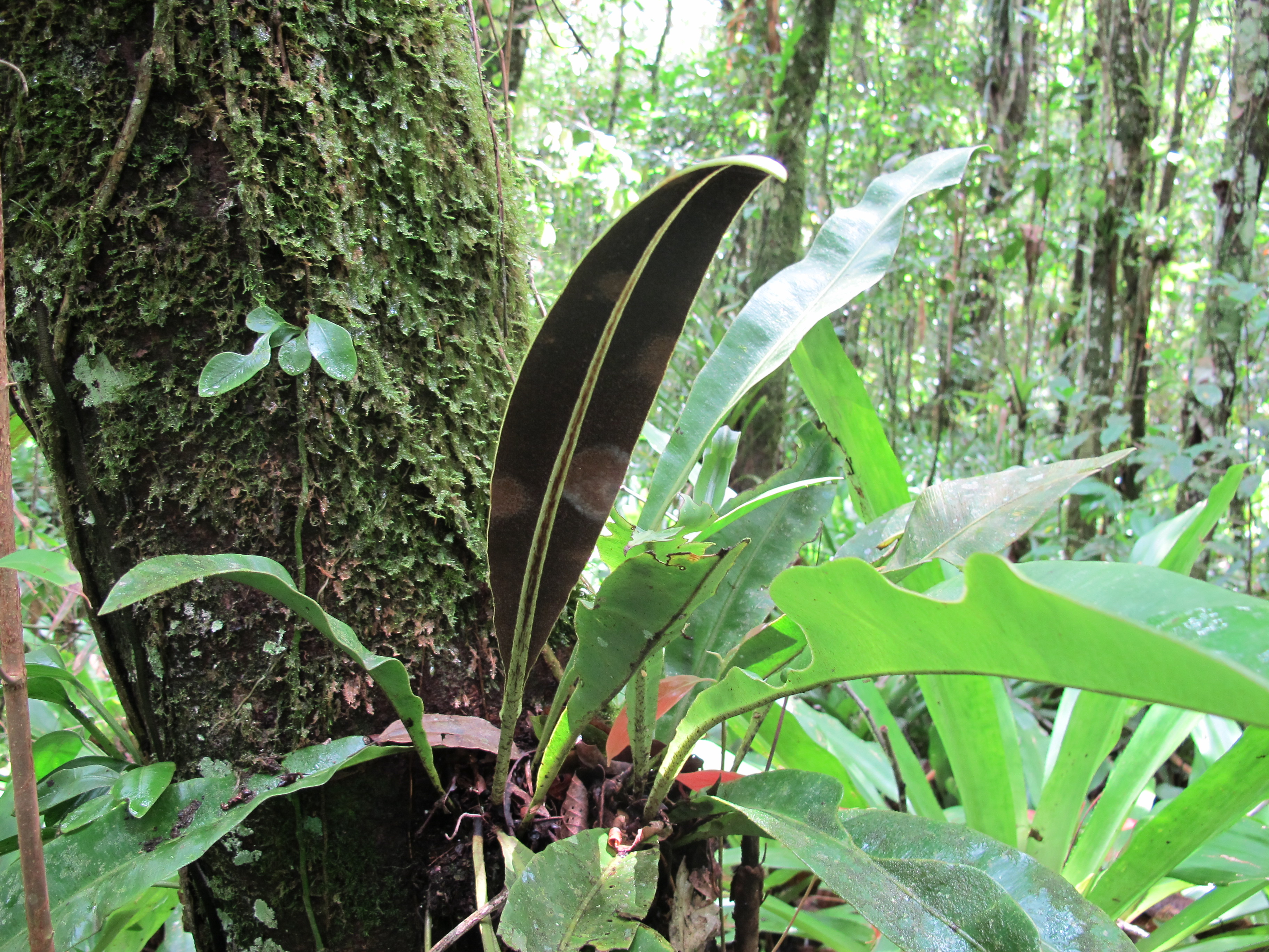 Elaphoglossum macrophyllum