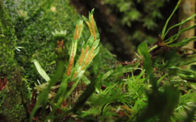 Hecistopteris pumila