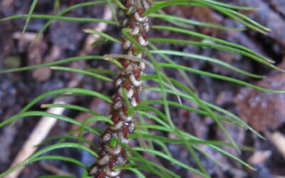 Phlegmariurus mandiocanus