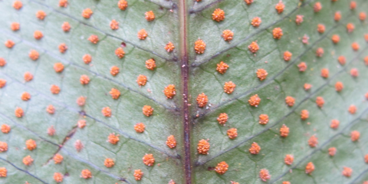 Campyloneurum crispum