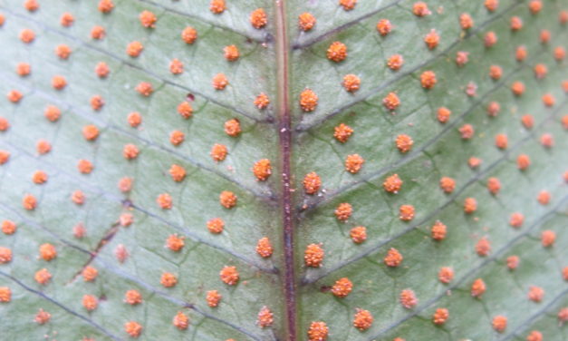 Campyloneurum crispum