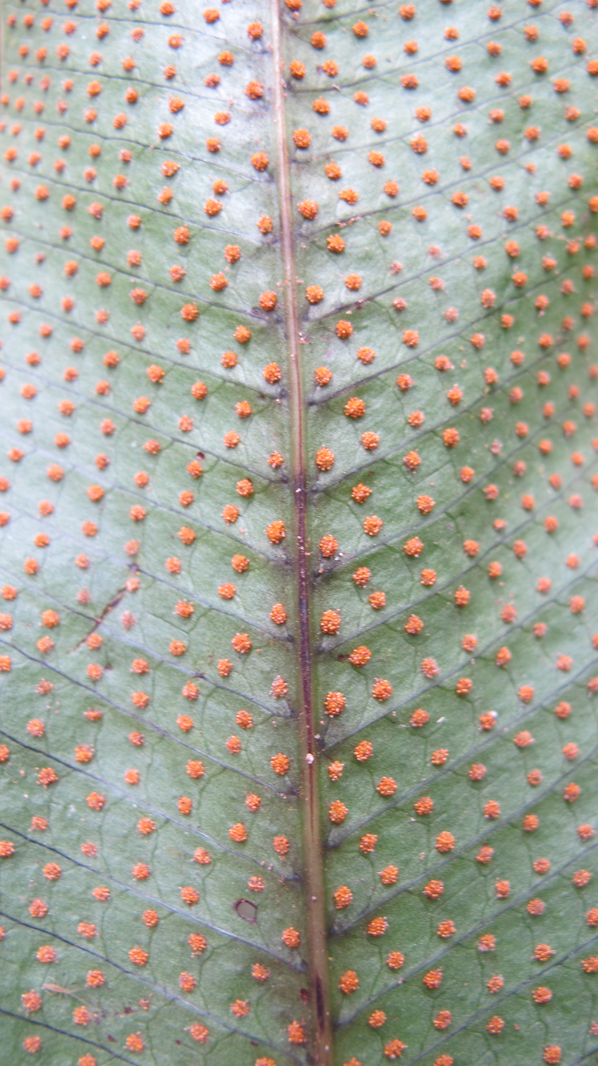 Campyloneurum crispum