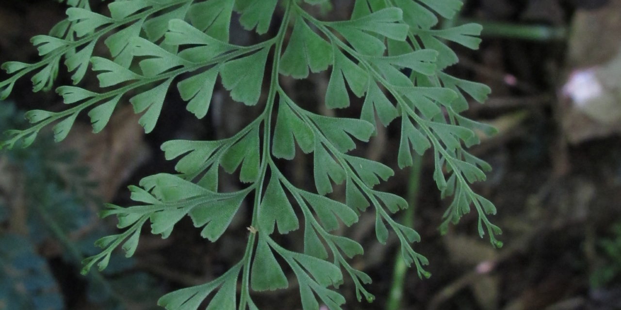 Lindsaea virescens var. catharinae (Hook.) Baker