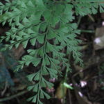 Lindsaea virescens var. catharinae (Hook.) Baker