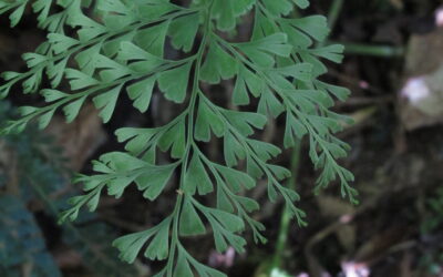 Lindsaea virescens var. catharinae (Hook.) Baker