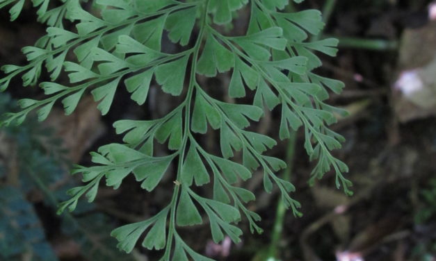 Lindsaea virescens var. catharinae (Hook.) Baker