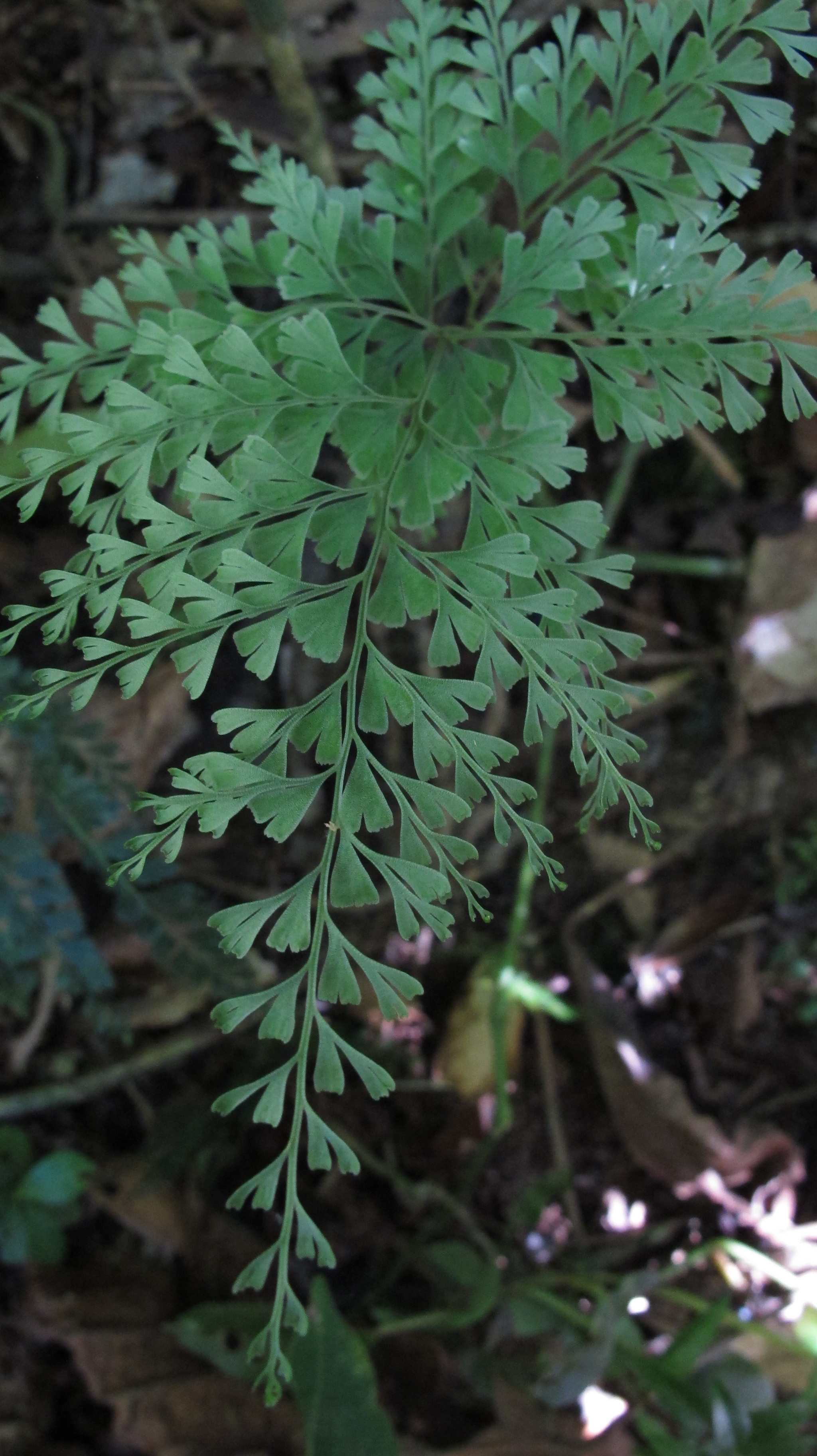 Lindsaea virescens var. catharinae (Hook.) Baker