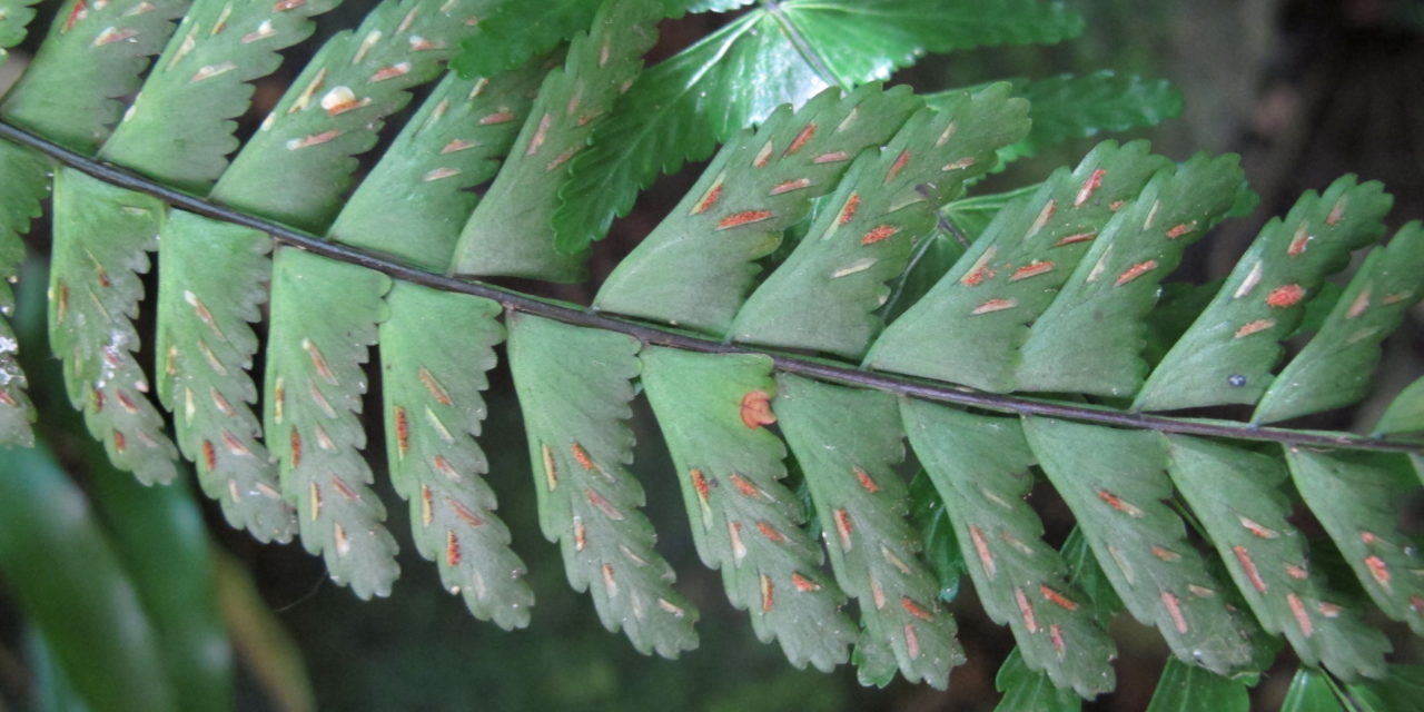 Asplenium claussenii