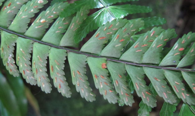 Asplenium claussenii