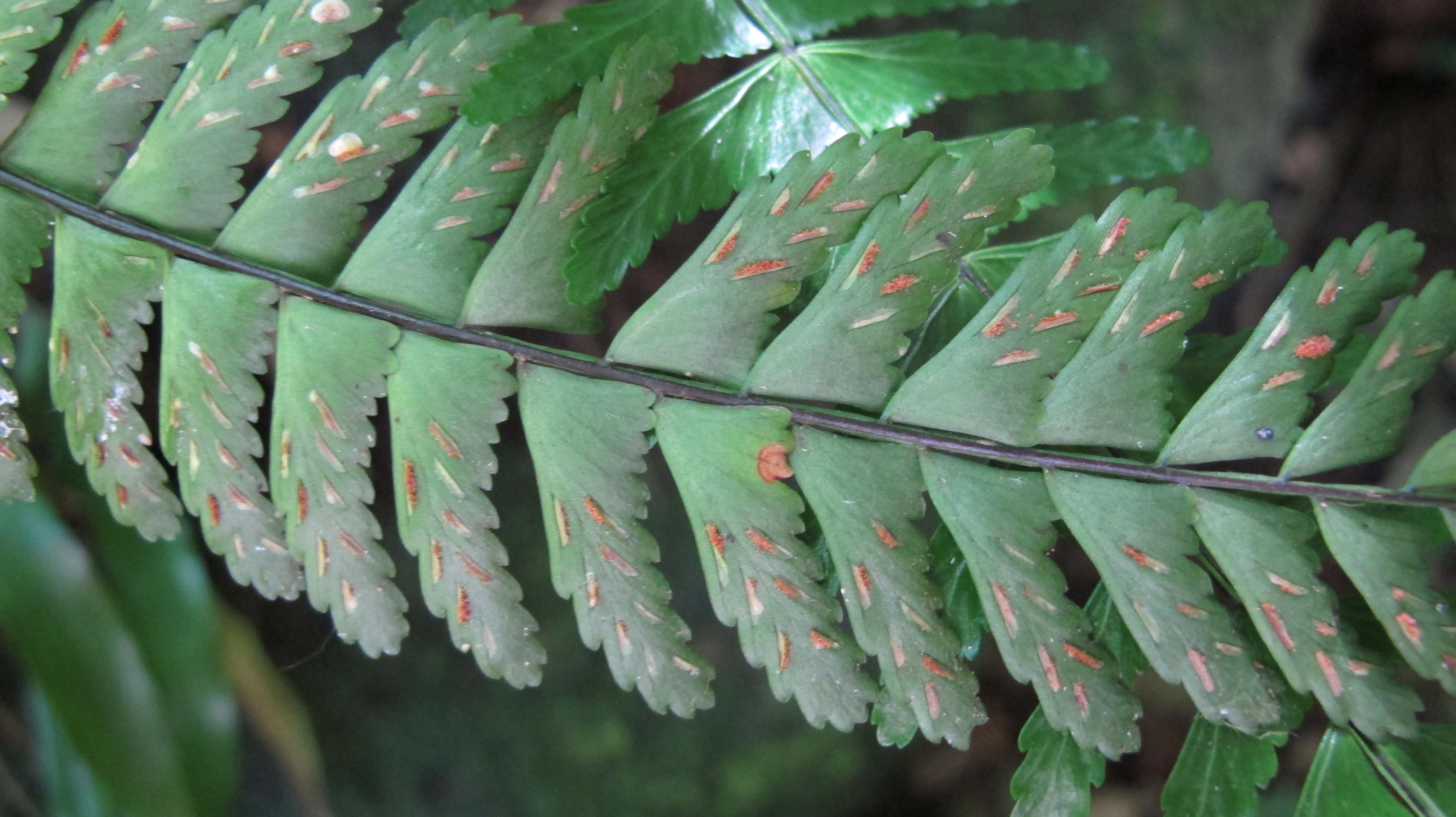 Asplenium claussenii