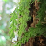 Trichomanes polypodioides