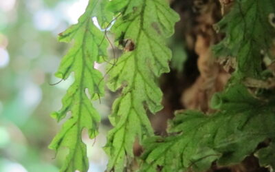 Trichomanes polypodioides