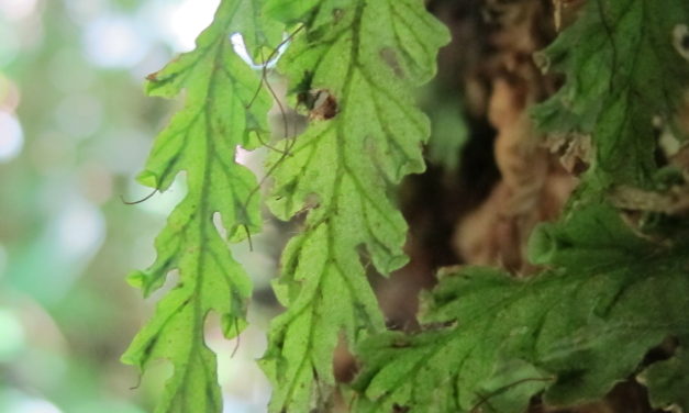 Trichomanes polypodioides