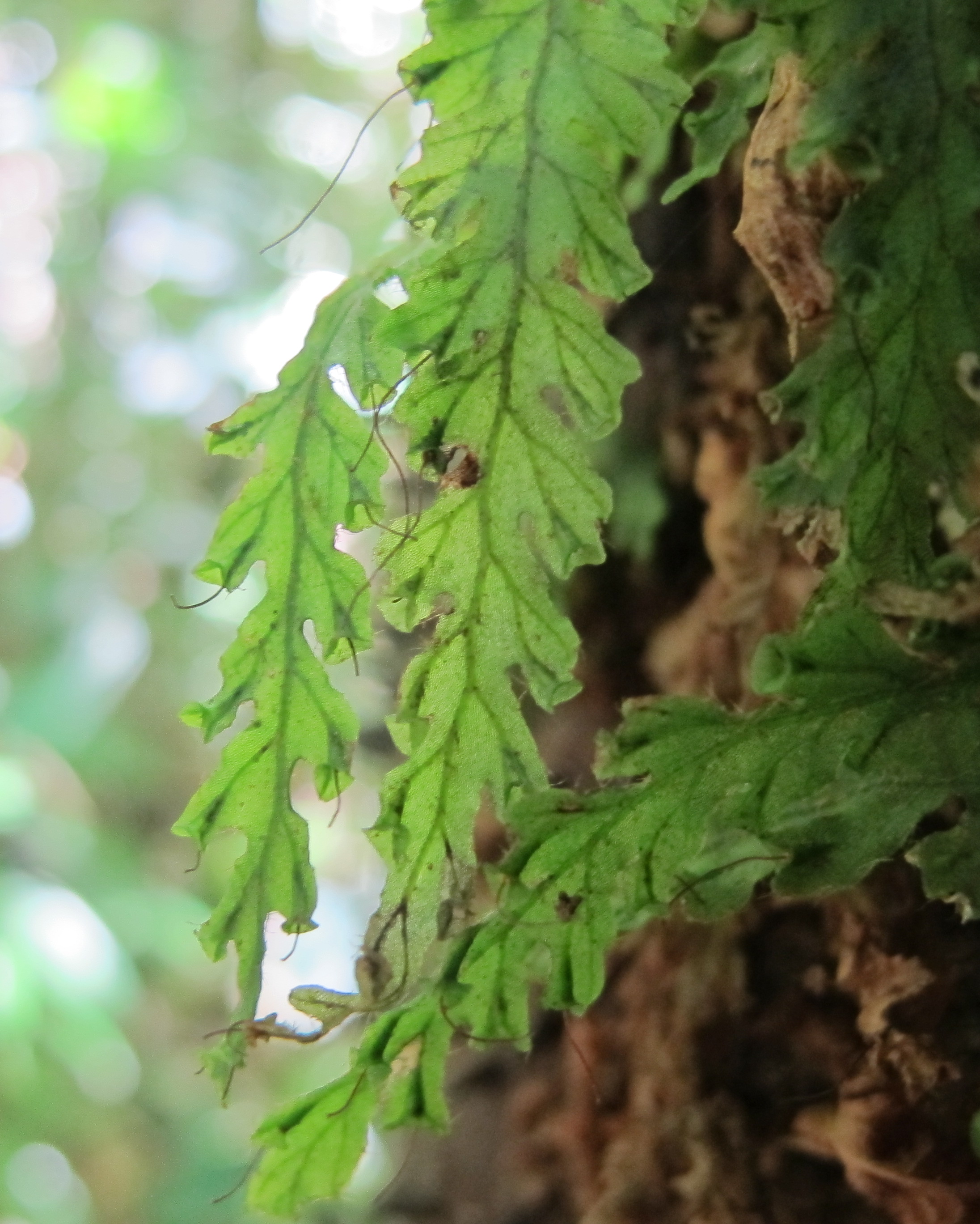 Trichomanes polypodioides