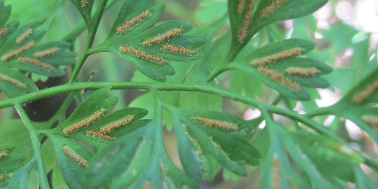 Asplenium scandicinum