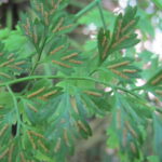 Asplenium scandicinum