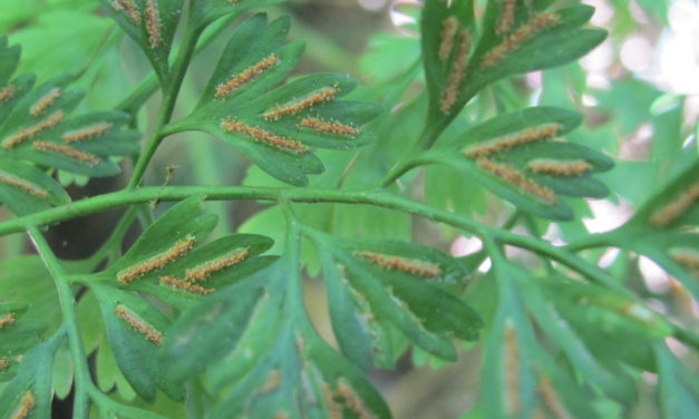 Asplenium scandicinum